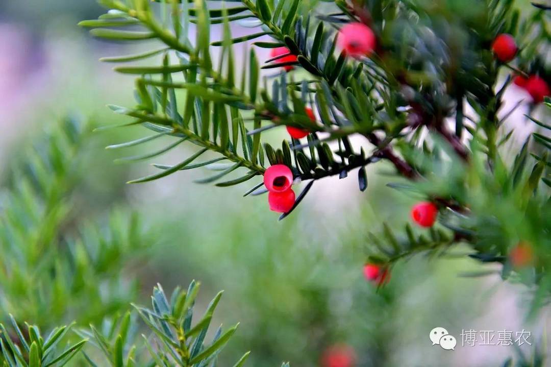 精益求精 創(chuàng)新突破 打造300萬株規(guī)模紅豆杉基地