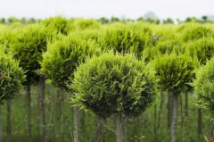 2018苗木行情預(yù)測(cè)