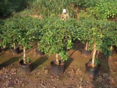 全國(guó)七大用苗區(qū)，2019年哪些樹(shù)種可大力發(fā)展