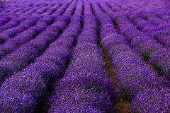 行業(yè)觀察：花?；ㄌ锉t，純看景觀的花海怎么