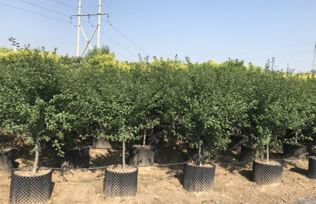 2020年綠化苗木發(fā)展行情如何？