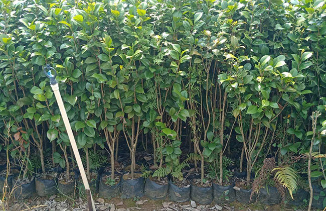 2020年綠化苗木發(fā)展行情如何？