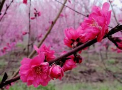 【看點(diǎn)】2021年苗木生產(chǎn)“黃金定律”，你走對(duì)了