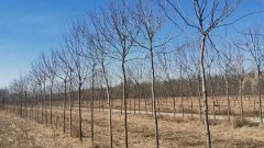 【看點】苗木人注意，新《土地管理法》劃定的