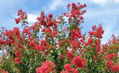 速看！苗木圈的5大“彎路”，請(qǐng)避開