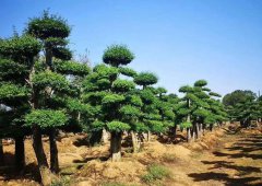 苗木高手才懂的技術(shù)，值得收藏！