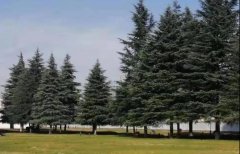 “紅色+綠色”有機融合 鄉(xiāng)村旅游更有后勁